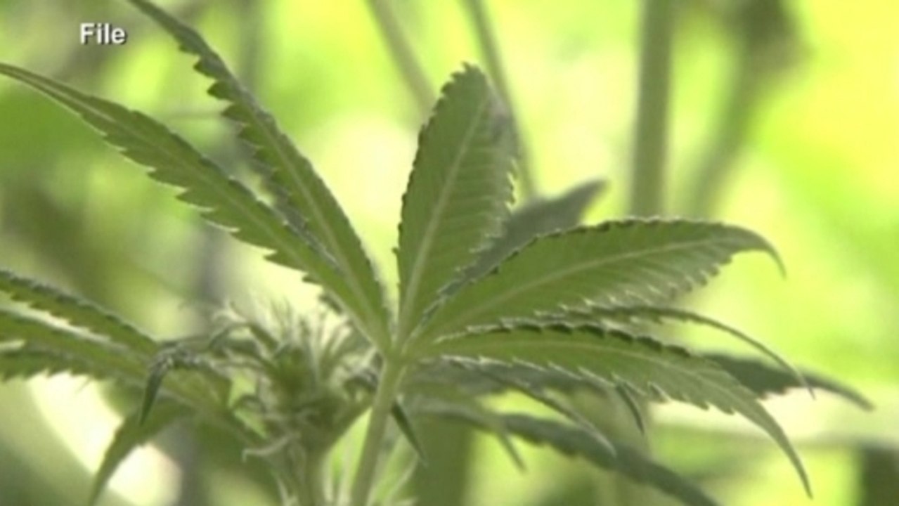 Ex-Microsoft exec plans marijuana brand