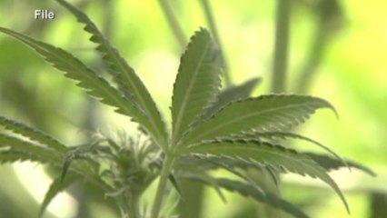 Ex-Microsoft exec plans marijuana brand