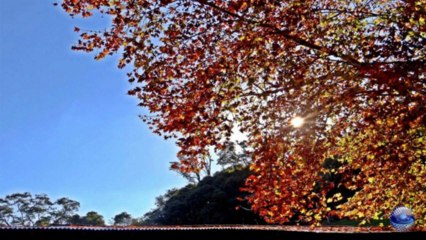 Joy - Percy Faith