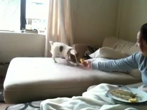 Собака ест лемон / Dog eats a lemon