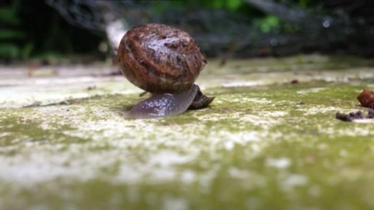 A poor lonesome snail