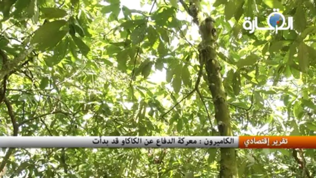 الكاميرون: معركة الدفاع عن الكاكاو قد بدأت