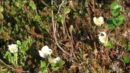 VODEO. Chaleur exceptionnelle en Laponie, on mange des glaces et on se baigne sous 30°