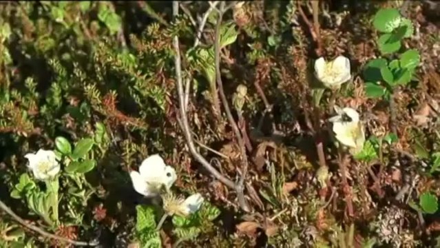 VODEO. Chaleur exceptionnelle en Laponie, on mange des glaces et on se baigne sous 30°