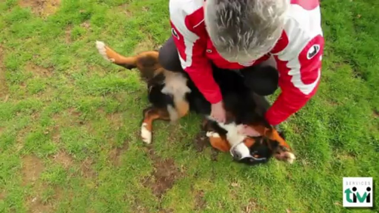 Chenil Saint-Roch, Pension pour chiens et chats à Taulé (Finistère, 29)