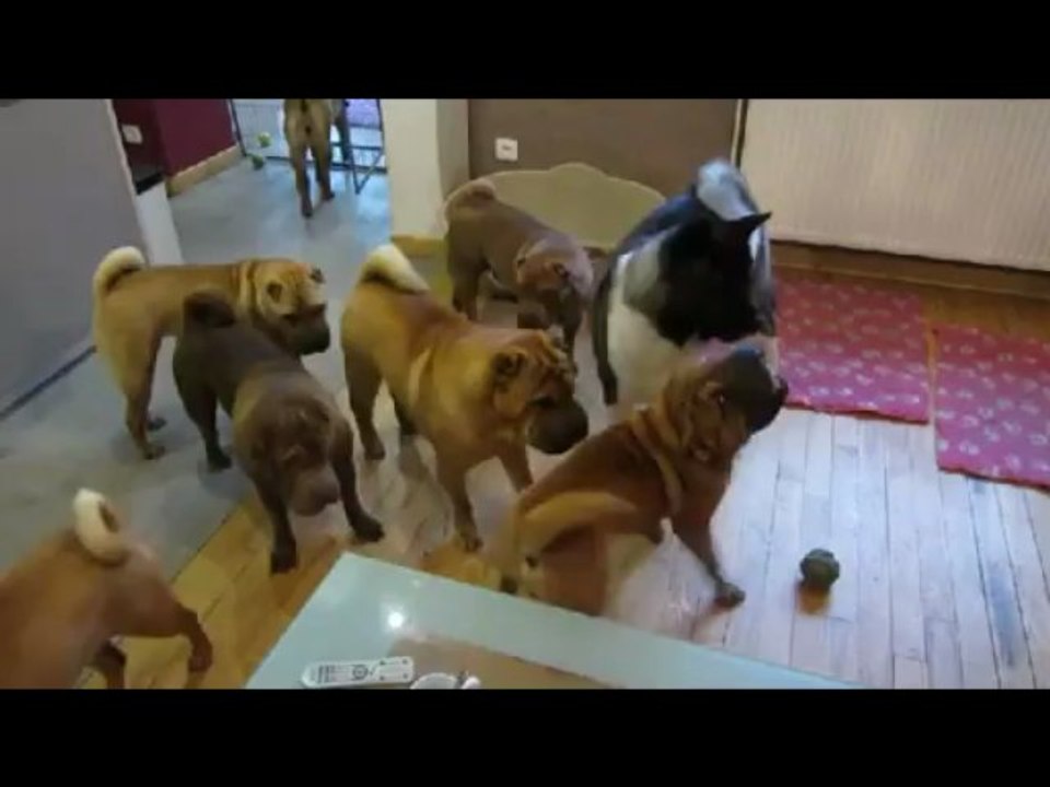 Elevage des LUEURS AUSTRALES : partie de jeux dans le salon