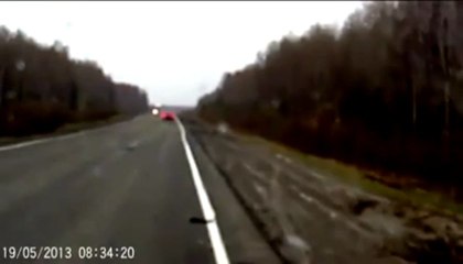 Incredible moment a bear is sent flying after it is hit by a car