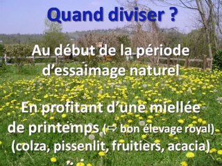 mars 2013 - essaims-divisions-transport