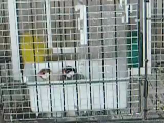 Le bain de mes paddas