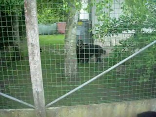 31 mai 2013 (1) : chiots de 5,5 semaines