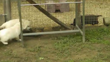 Les goldens à 7 semaines /4