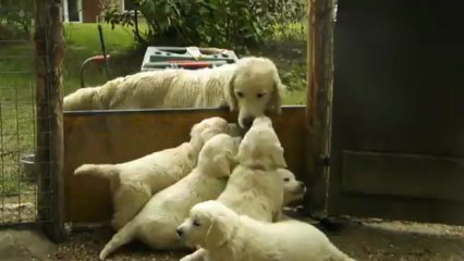 Les goldens à 7 semaines 4/4