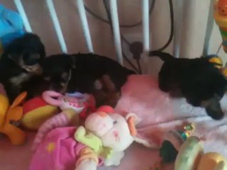 IMG_2356PORTEE DU 1ER MAI 2013 MAGNITUDE D ALTAÏR