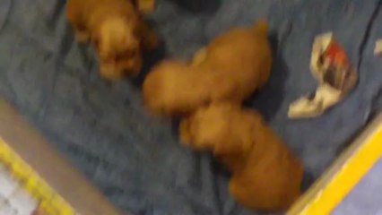 Chiots 3 semaines Fanchon x Gump
