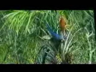 perroquets à l'état sauvage