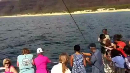 Kauai Na Pali cruise with dolphins