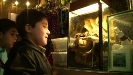 Tarântulas de estimação