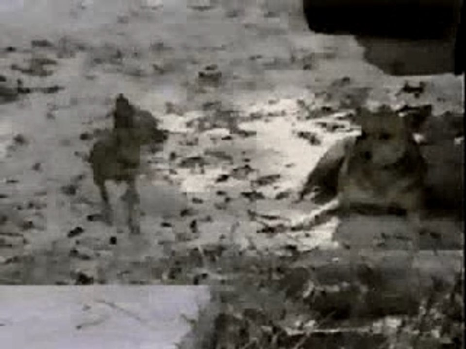 2 chiens sous une voiture