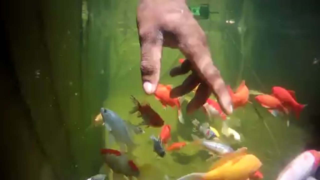 NEMO FRIENDS