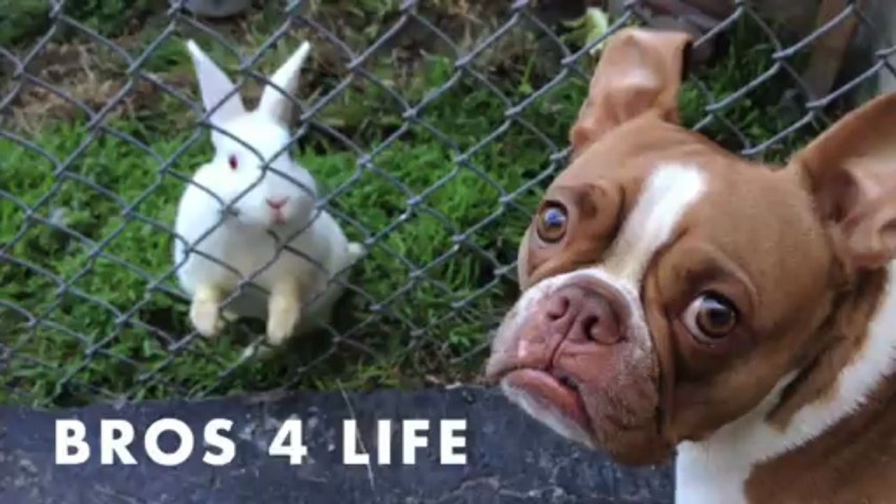 Louie & The Rabbit