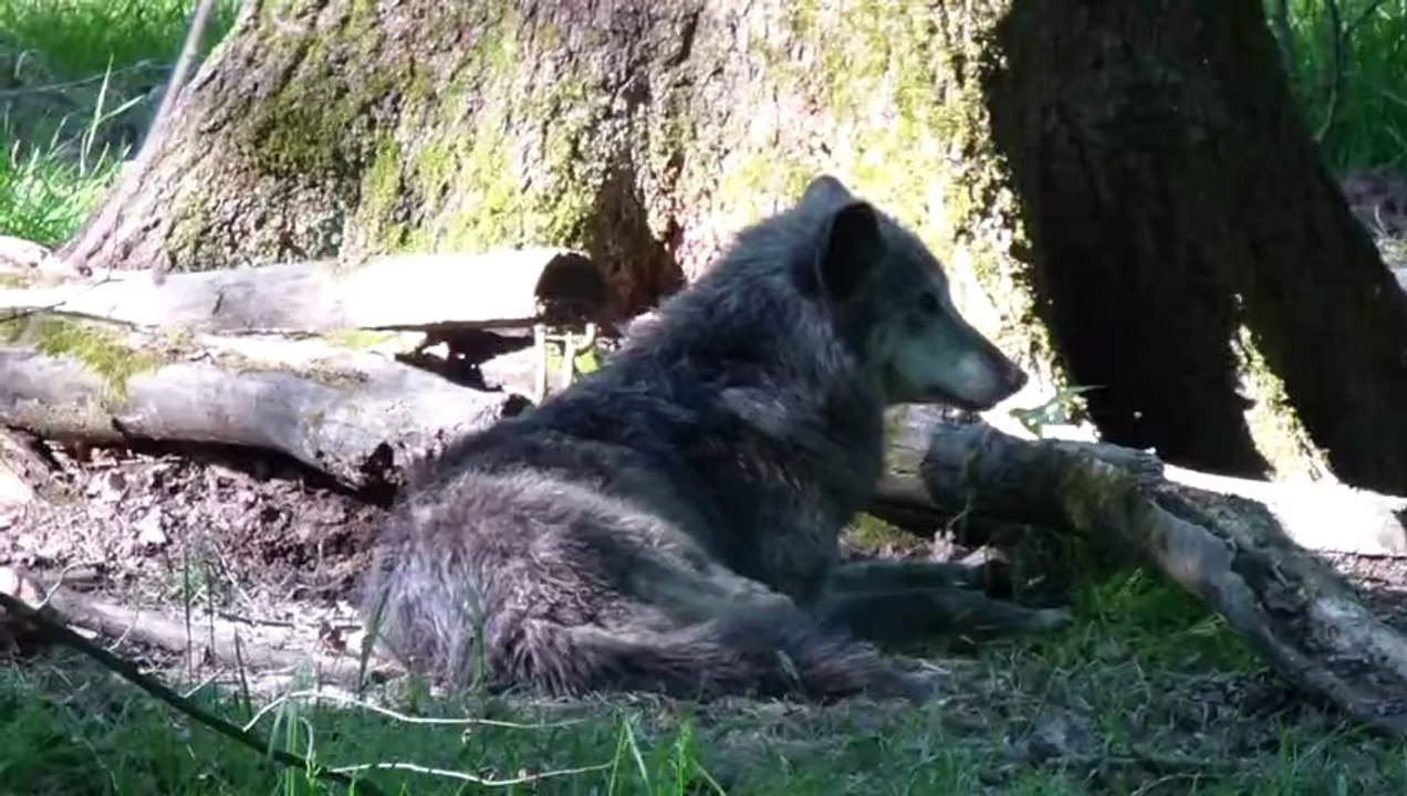 Hurlement du loup au parc de sainte croix