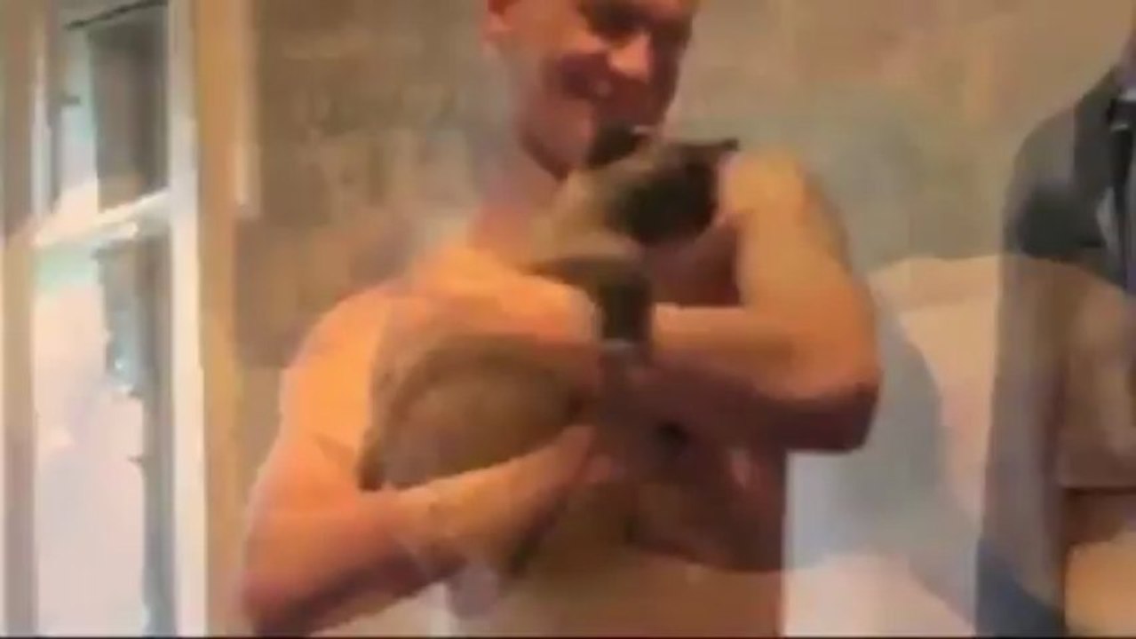 Quand les chats font leur show