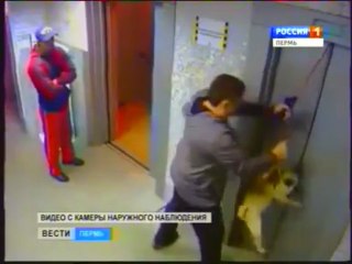 L'ascenseur tue le chien!..Presque!