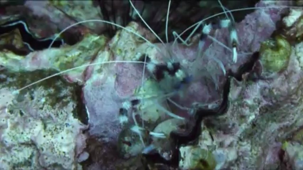 PADI, open water,  2013, kho tao