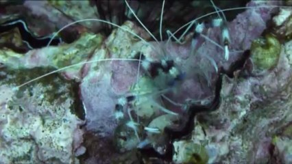 PADI, open water,  2013, kho tao