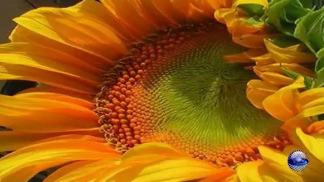 Coro de los esclavos - Ray Conniff