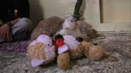 Justin Bieber's pet monkey Mally settles into new home