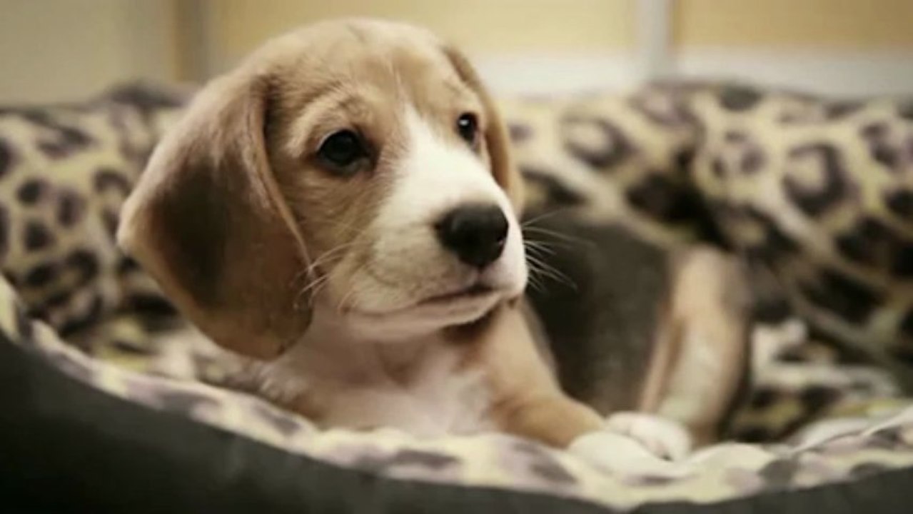 Digs are sad, soooo sad!