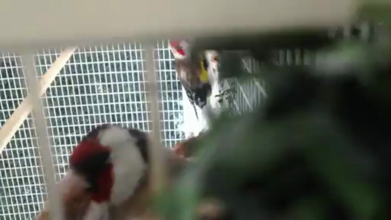 femelle agate et mâle tète blanche gorge blanche  an 2012  et 4 bébé 2013