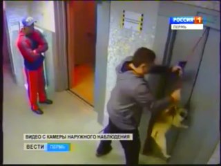 Un chien en laisse vs Ascenseur