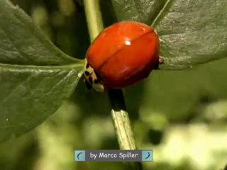 Harmonia axyridis