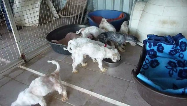 Toilettage de Mille pattes