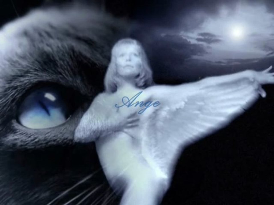 Le Chat - Charles Baudelaire