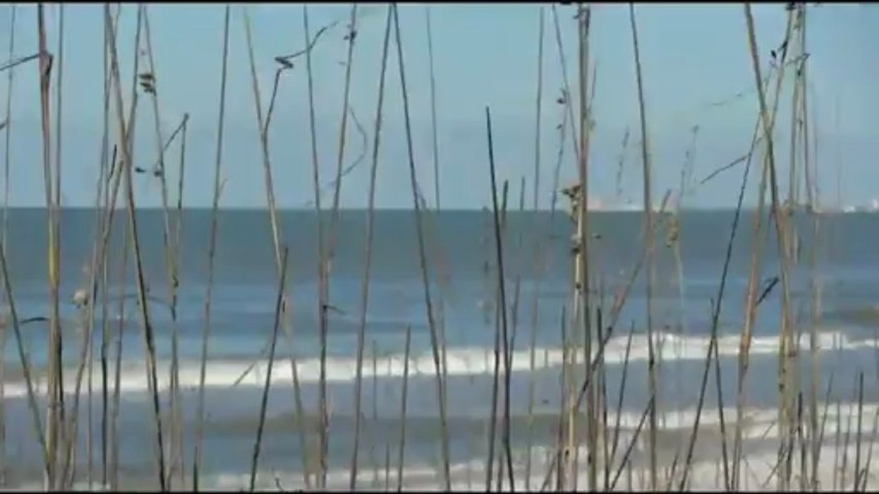 omkar walambe _ Beach Grass Stock  Video HD
