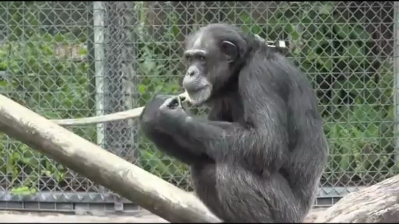 omkar walambe _ Chimpanzee Stock  HD Download