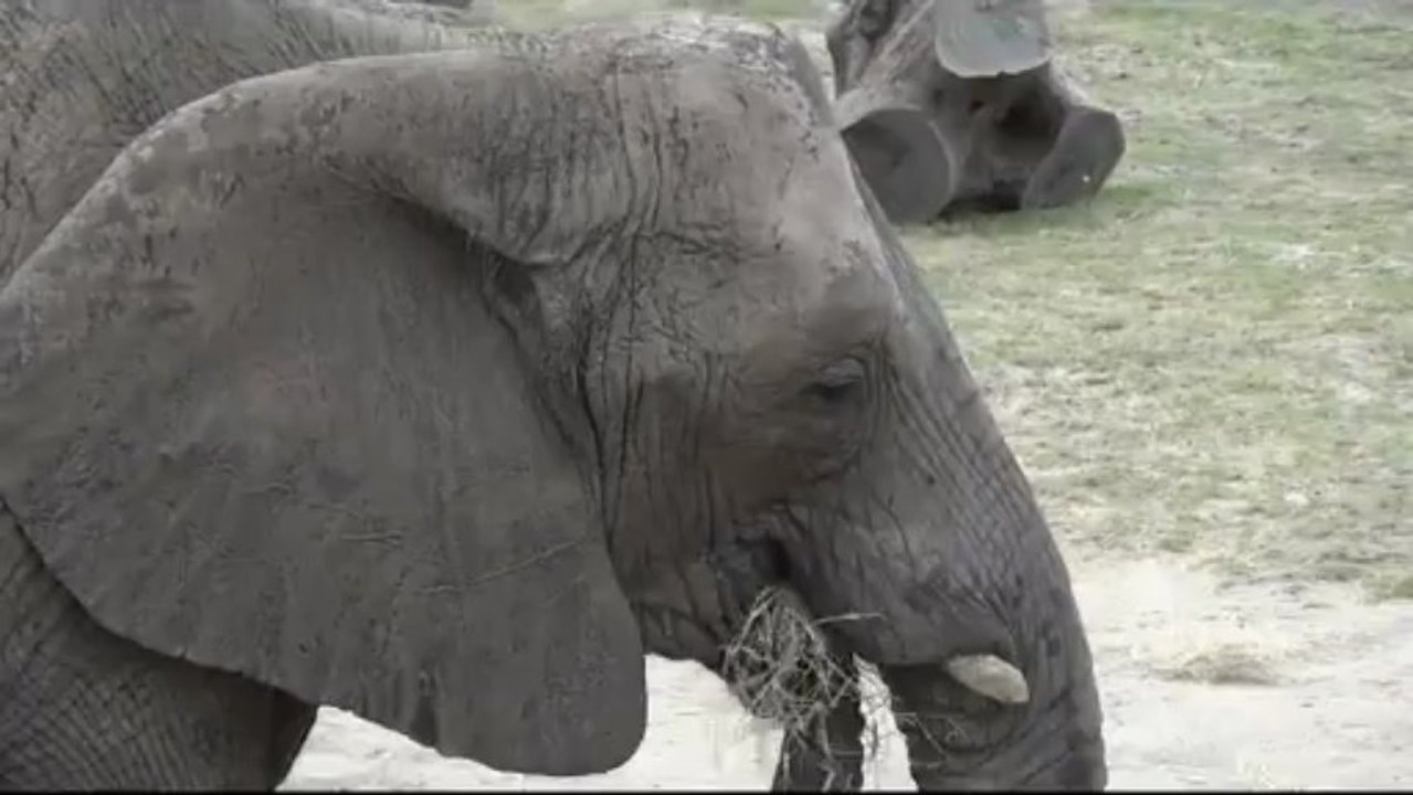 omkar walambe _ Elephant Stock  Video HD