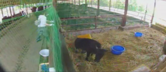 20130531　ぎんちゃん