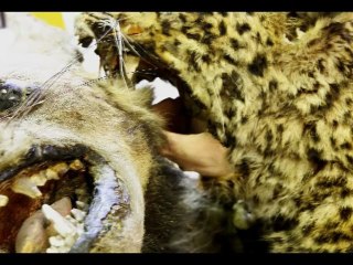 Restauration des collections Zoologiques