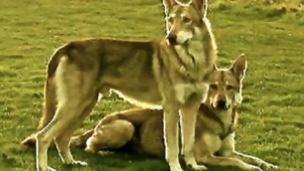 canis lupus lupanis(1)