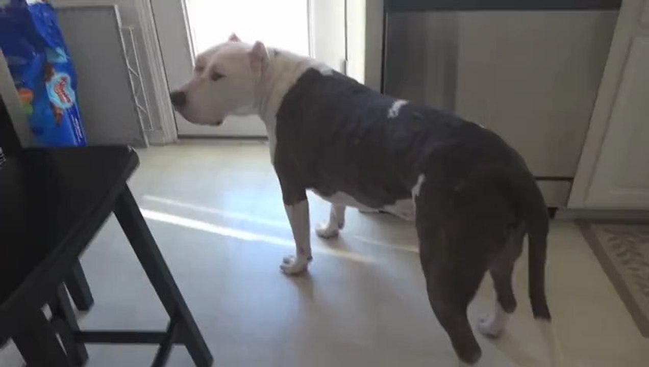 my pitbulls reaction to skrillex