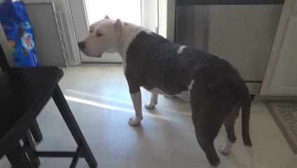 my pitbulls reaction to skrillex