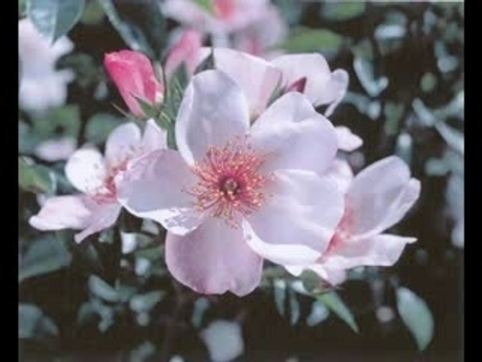 Pascal Obispo Millésime