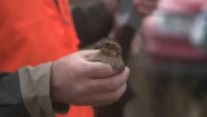 Man Catches A Flying Bird Bare Handed
