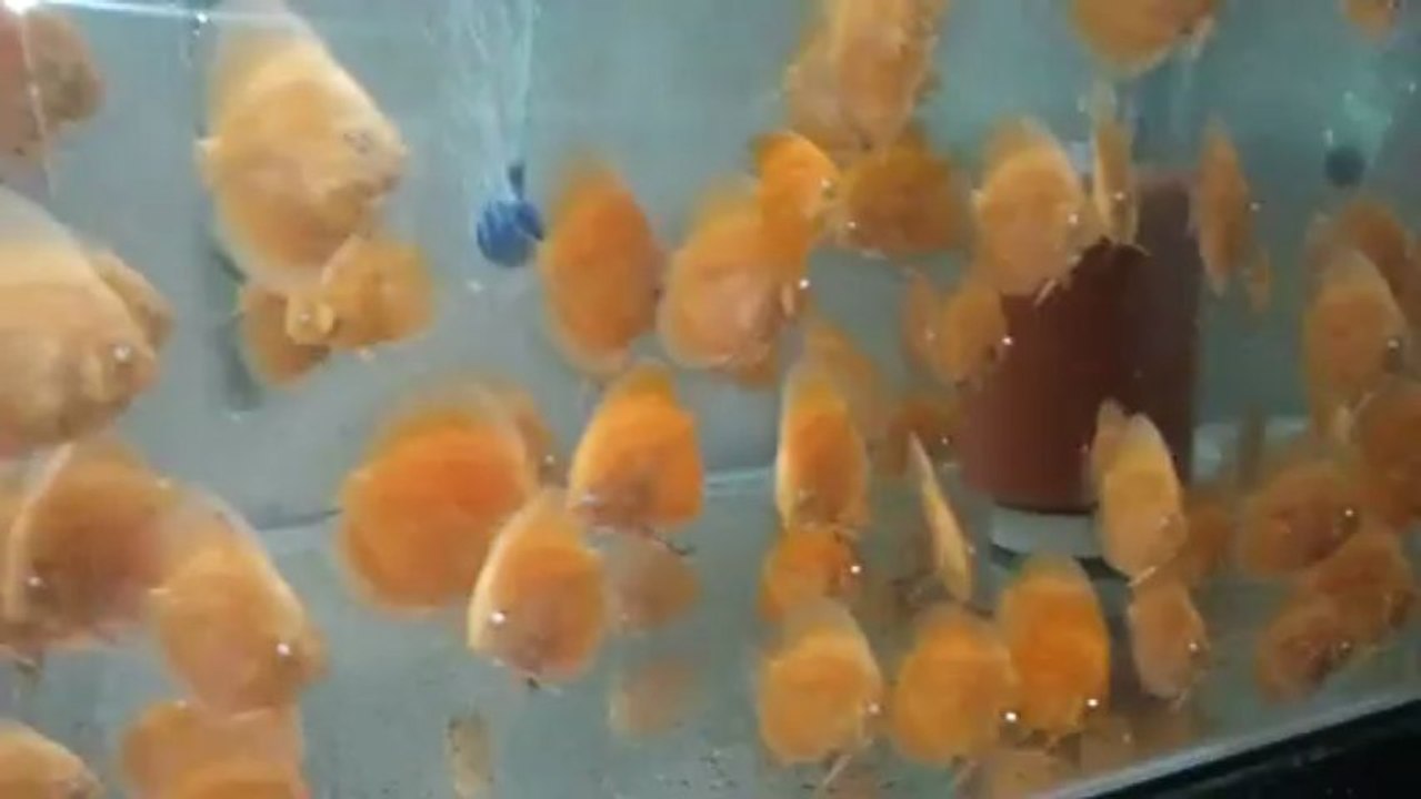 3 aylık albıno golden ve albıno sun merah yavrular