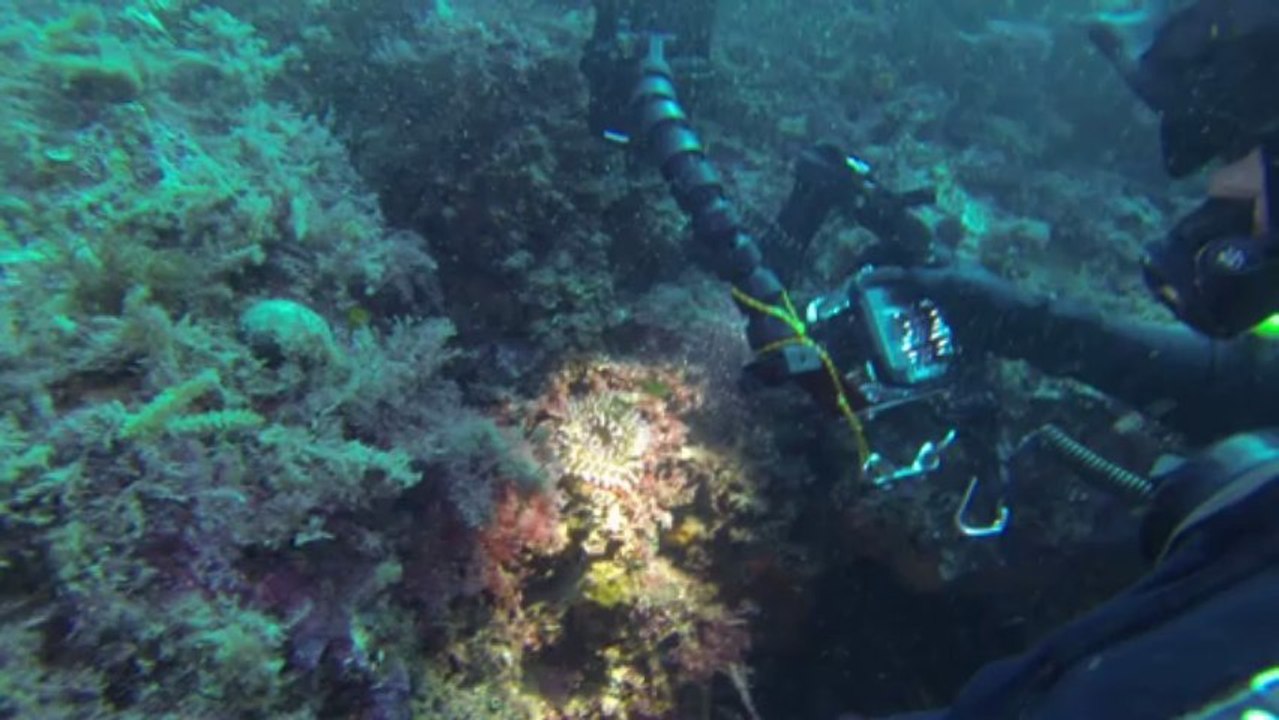 2013 - medes - trailer - 01