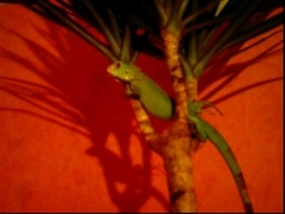 iguanes